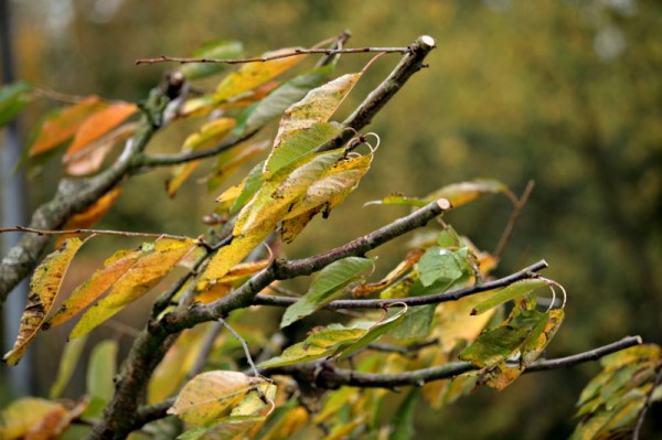 (c) a. boecking - bild 2.jpg